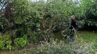 Annual Pruning Of A Butterfly Bush