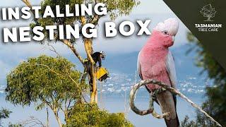 Installing Nesting Box for Local Wildlife