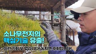 소나무전지의 핵심기술 유출! 이런 기회 또 없습니다. 놓치면 후회합니다 / a key technique for cultivating pine trees