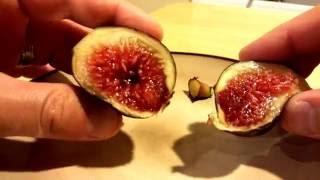 Cutting into a ripe Preto fig