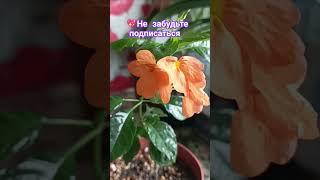 Кросандра #растения #plants#цветыдлядома  #домашнеецветоводство #домашниерастения #цветы #сад