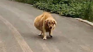 A big-bellied dog walked shakily, thought it was pregnant, actually it's the reason why be abandoned