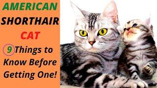 American Shorthair Cat - 9 Things To Know Before Getting One (Including health)!