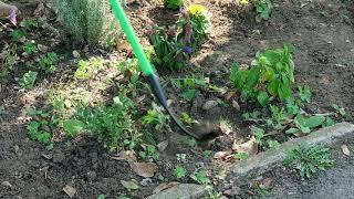 XL Cultimate Weeder from The Grumpy Gardener