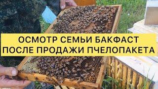 Осмотр семьи Бакфаст после продажи пчелопакета