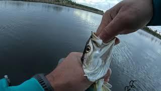 The Speckled Trout bite is ON! |Pamlico River|