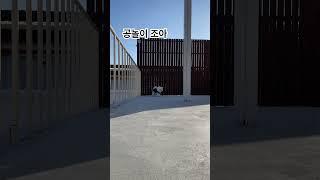 공놀이 좋아하는 우리버터