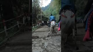 Kitna risky hai kedarnath ka trek || Kedarnath trek view || #kedarnathtrek #kedarnathtrekking
