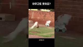 티배깅 레전드