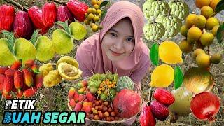 Petik buah-buahan dikebun | Kebun buah segar