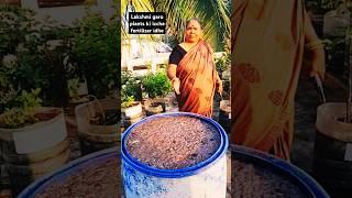 Secret for her lush green garden #kitchenwaste #composting #fertilizer #shorts