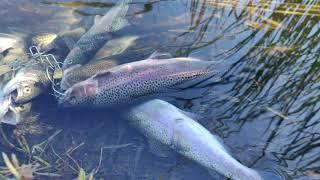 11/21/24 Trout Fishing Little Lake in Hemet Ca. There's fish to be caught... let's go catch them!!!