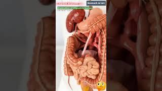 Animation of Digestive System | Stomach AI Art | 37