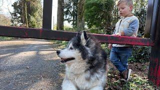 Trying To Walk In The Woods With 2 Giant Dogs And A Toddler FAIL!