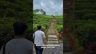 Wisata kebun teh gunung gambir jember Jawa timur