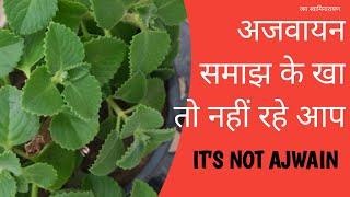 Ajwain plant के बारे में पहले जान लिजिए Ajwain leaves