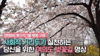 [현장M] 방구석 1열 벚꽃 구경_여의도 벚꽃길 영상