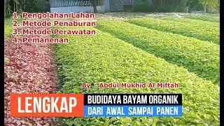 CARA MENANAM BAYAM ORGANIK DARI AWAL SAMPAI PANEN CEPAT