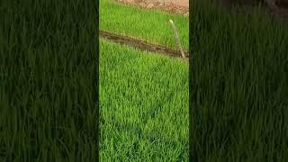 아프리카 벼 재배/ 아프리카에 한국벼(이스리) 심는 날..잘 자랐죠? / K-rice belt