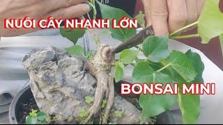 CÁCH NUÔI CÂY LÂM VỒ CHO NHANH LỚN/CẮT CHUYỂN LÀM CÂY BONSAI MINI/BONSAI BỎ TÚI.