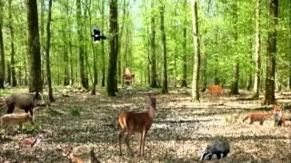 LA FORÊT - Je découvre en chanson les animaux de ma forêt