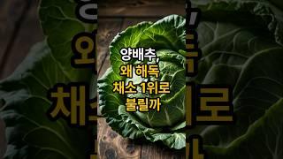양배추 몸속 독소를 씻어내는 최고의 채소입니다#건강 #건강정보