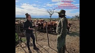 See cattle and sheep feedlot  and  It was Aworded as the best butchery is south africa( value chain