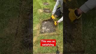 Overgrown satisfying lawn edging. #satisfying #transformation #edge #shorts