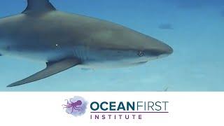 Ocean First Institute - Ocean Conservation