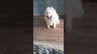 Серьёзный разговор /ДОБРЫЙ САМОЕД . #собака #самоед #samoyed #dog #шортс