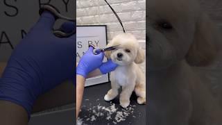 Maltipoo grooming #maltipoo #doggroomingtips #dogs