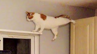 Cats use 100% brains  Funny Cats videos 