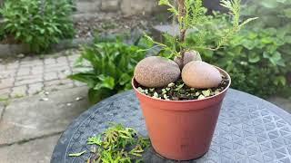 Cedar #8 - 22 Months, 2 Winters, 2 Repots, Lots of Growth - August 2023 to June 2025