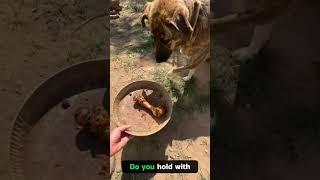 Bone Treat Time #BoneTreat #DogTreats #ChewTime #HappyPups #DogJoy #FurryFriends #PetSnacks