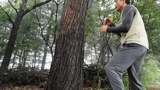 마차도주짓수 윤관호 나무치기