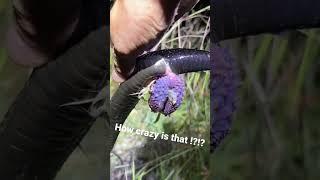 PIT VIPER BREEDING BALL *NSFW* - Duffdoesnaturestuff