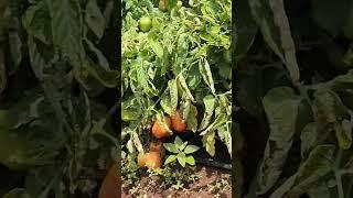 Tomato Farming  #sustainablefarming #agriculture