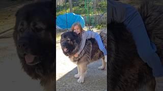 Caucasian Shepherd Size comparison with Saint Bernard