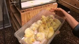 Incubating and Hatching Chicks - Taking Chicks Out of the Incubator!