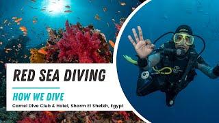 Red Sea diving at its best  What can you see underwater while diving in Sharm El Sheikh