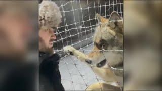 Winter Wolf Syndrome (seasonal behaviour) from a male Russian wolf with winter breeding aggression