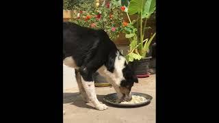 What is the puppy playing? 135 #cute dog #catvideos  #shorts #dogeating #puppy #animals #dogeating