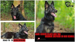 german shepherd dog information in tamil ,rare colour german shepherd ,history,food chart,dog kennel