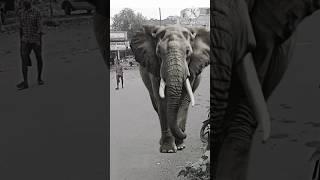 #elephant  #vfx #3danimation #tyshort #trandingshort