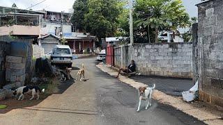 Riviere Des Creoles Village | South Mauritius 