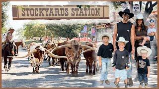 Little Cowboys at Texas Cattle Drive! FORT WORTH, STOCKYARDS/RODEO/CHAMPIONSHIP/TOYS/LONGHORN/BULLS