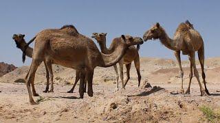 Ras Mohamed national park