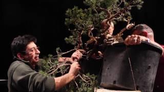 Bonsai demo by Salvatore Liporace