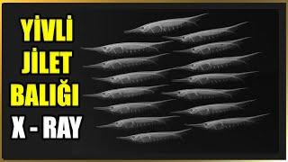 Yivli Jilet ya da Ustura Balığı X-Ray Taraması | Centriscus scutatus