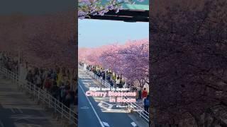 Right Now in Japan: Cherry Blossoms in Bloom